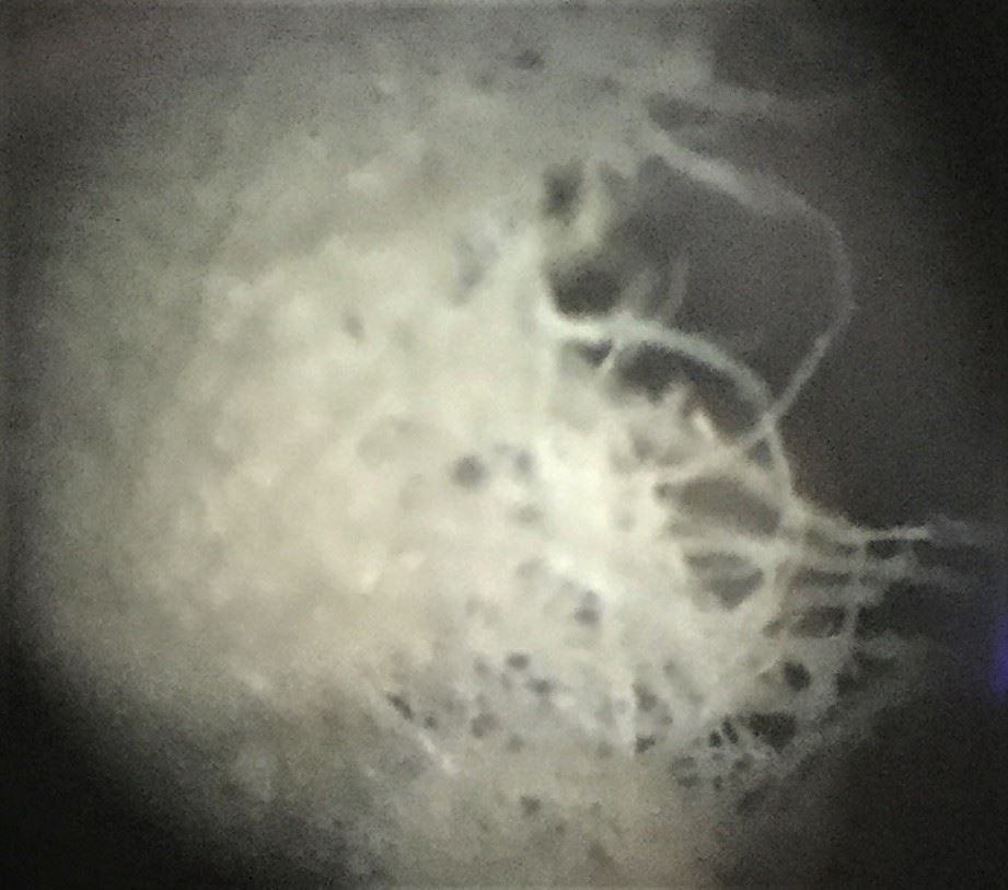 Zeiss Mikroskopie: Zeiss Phasenkontrast Mikroskop ID 03 – Gebraucht aus Niederdorf von LeptonAG_Labor 6