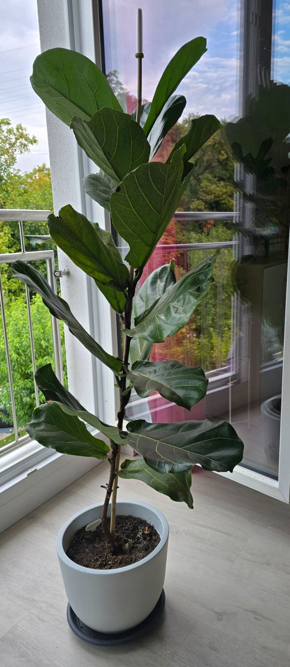 Plantes & graines: Ficus Lyrata – D'occasion à Aarburg par Glitzerschein 4