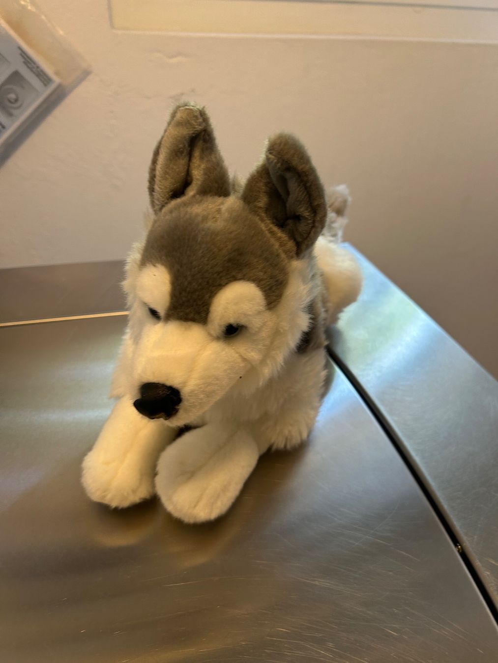 Giocattoli: Husky Kuscheltier – Nuovo e nell'imballaggio originale da Wabern venduto da belka72 1