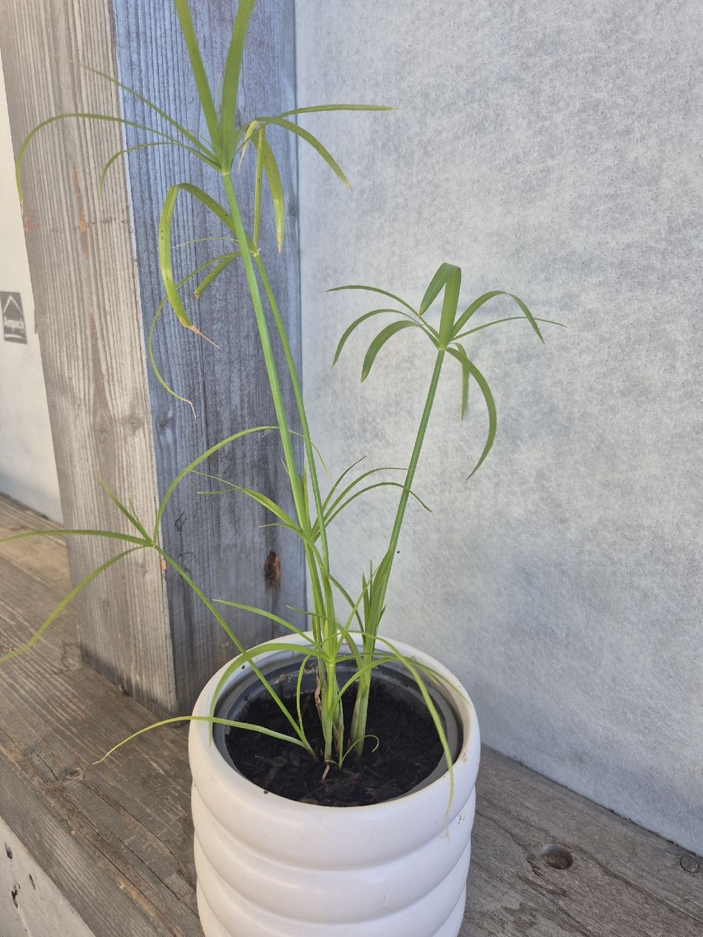 Pflanzen & Samen: jeune plante de papyrus – Neu (gemäss Beschreibung) aus Alle von Fanny8952