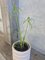 jeune plante de papyrus