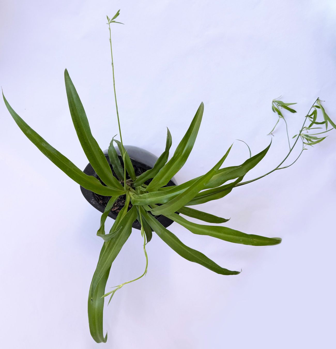 Piante & sementi: CHLOROPHYTUM*WASSERLILIE***** – Nuovo (secondo la descrizione) da Dübendorf venduto da Orchid18 2