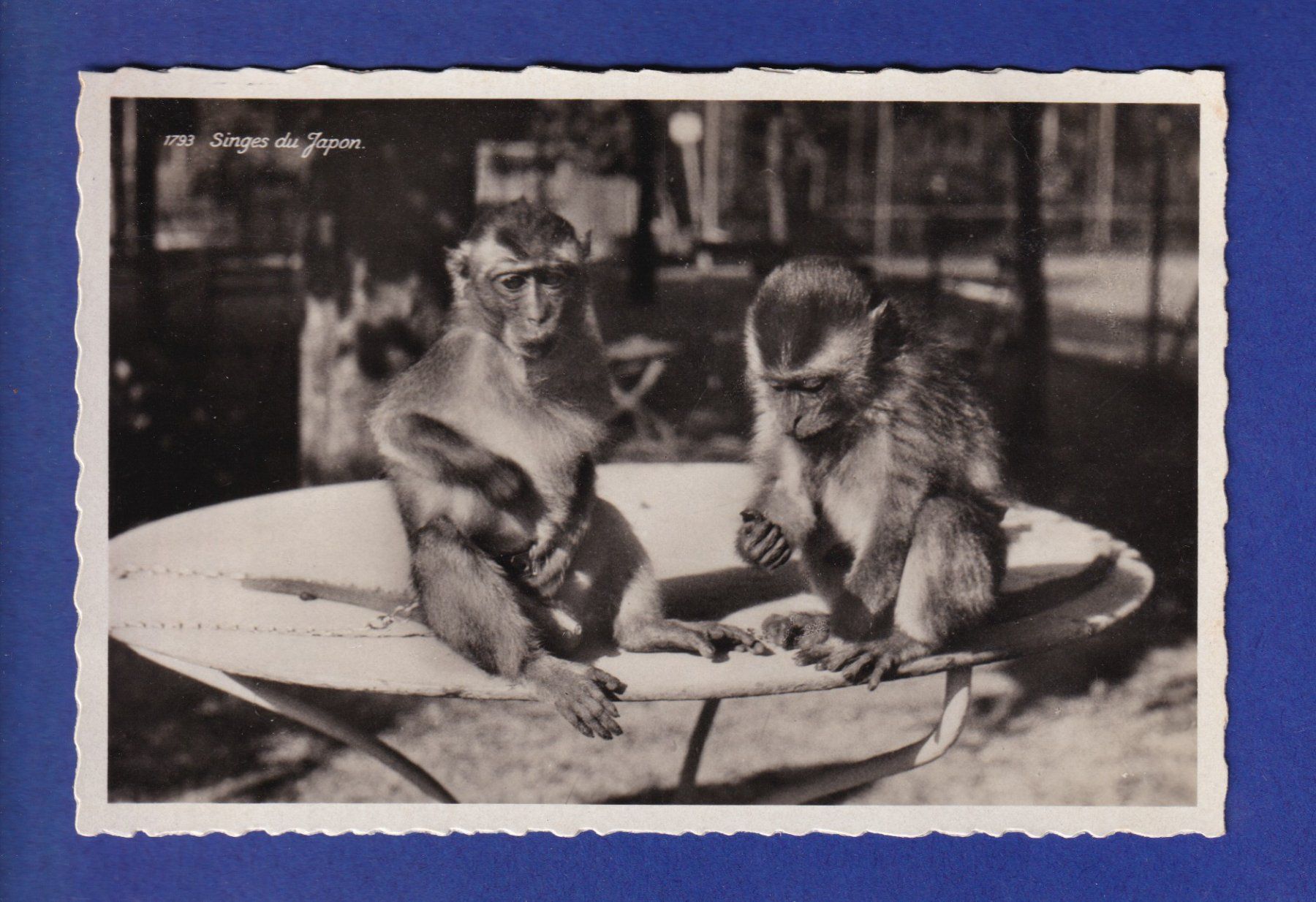 Cartoline postali: SINGE - Japon – Usato da Pully venduto da nicecards-shop