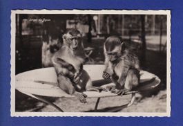 SINGE - Japon