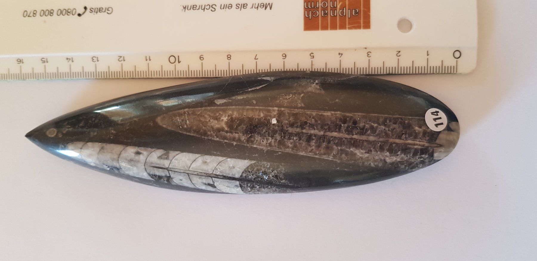 Fossili: Orthoceras  Nr 114 – Nuovo (secondo la descrizione) da Schwanden-Brienz venduto da Testudo06