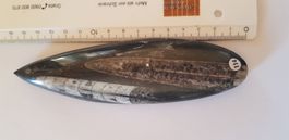 Orthoceras  Nr 114