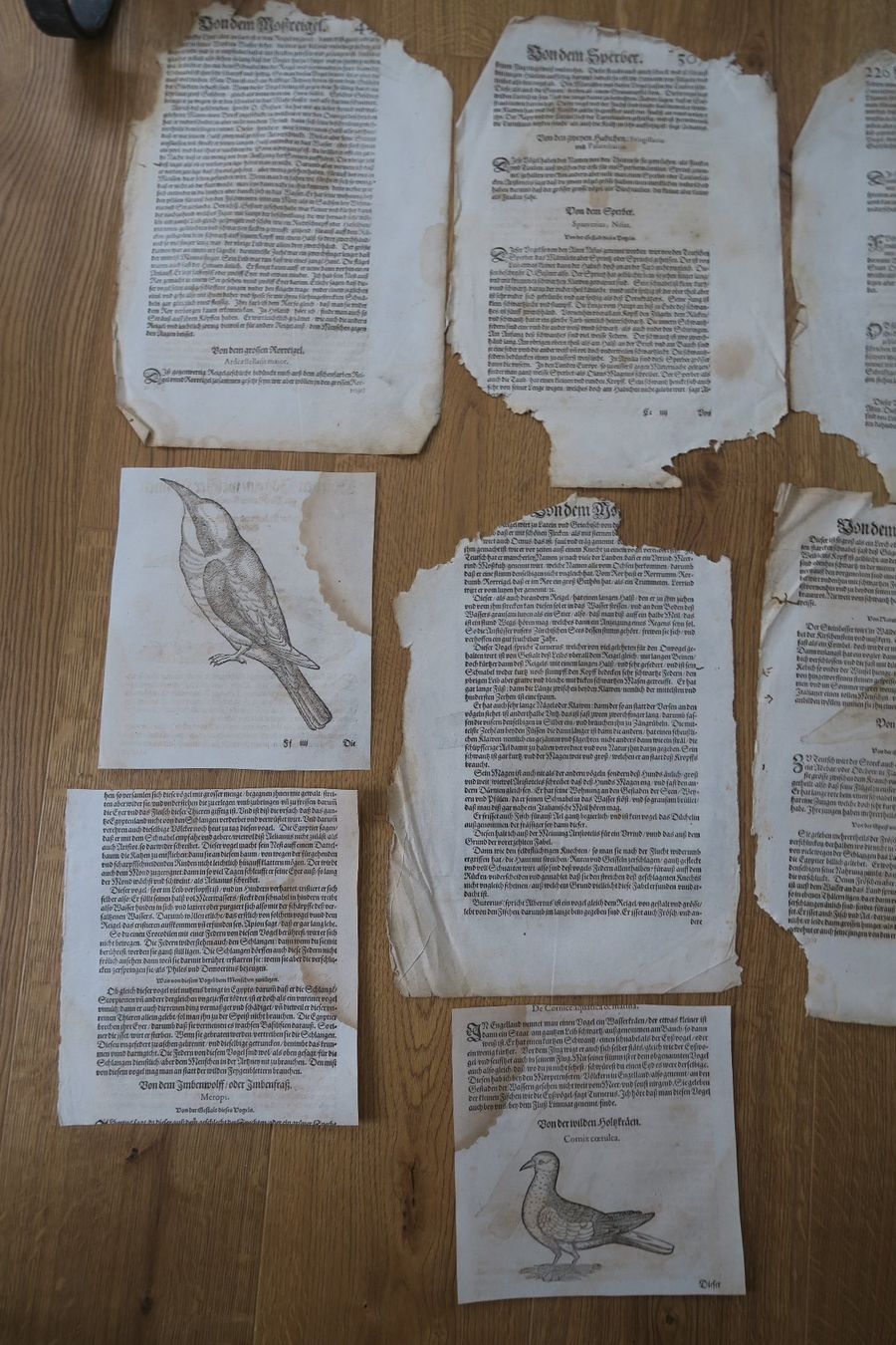 Libri: Conrad Gessner 1563 originale Buchseiten – Usato da Wädenswil venduto da Turusukko 4