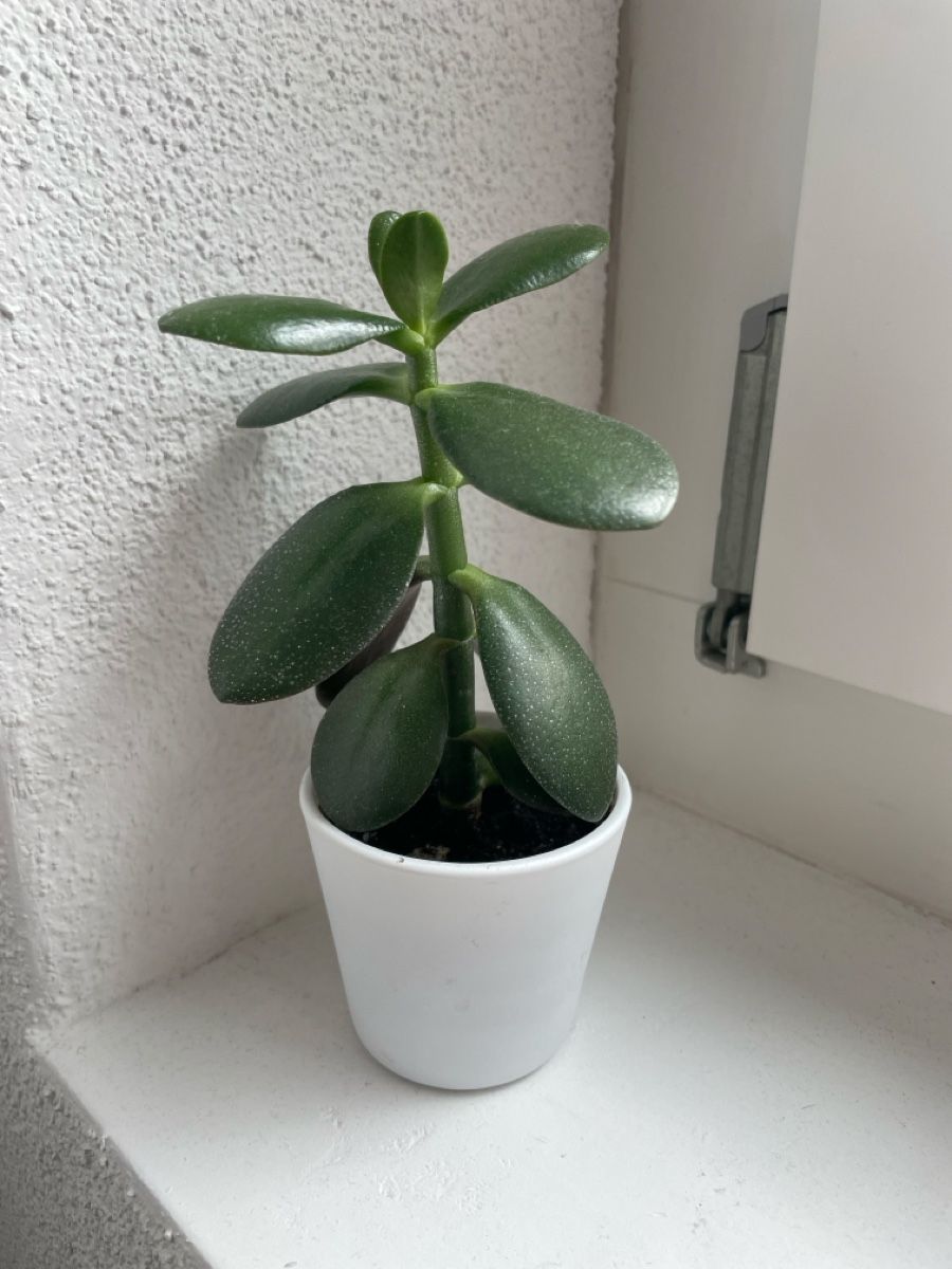 Piante & sementi: Geldbaum (crassula ovata) – Usato da Kloten venduto da Tanjaselina