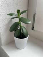Geldbaum (crassula ovata)