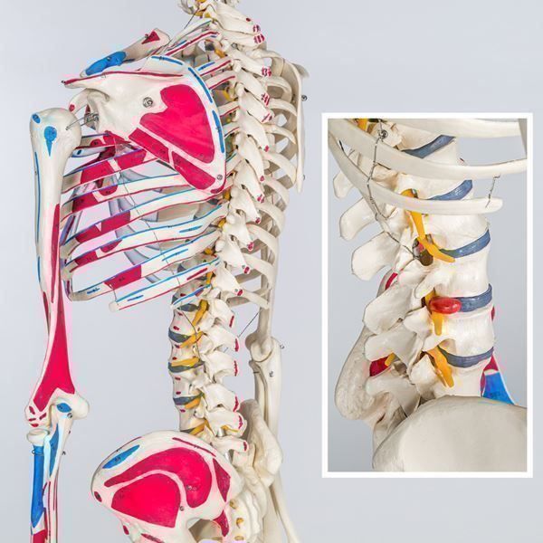 Squelette humain modèle anatomique + marquage des muscles et des