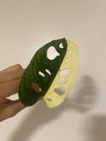 Monstera Adansonii Variegata Ableger bewurzelt🤩