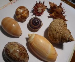 8 VERSCHIEDENE MEERES -WASSER MUSCHELN-- AUS ALLER WELT,-