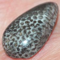 Cabochon L-1830 – Schwarze Fossil Koralle 23x13mm