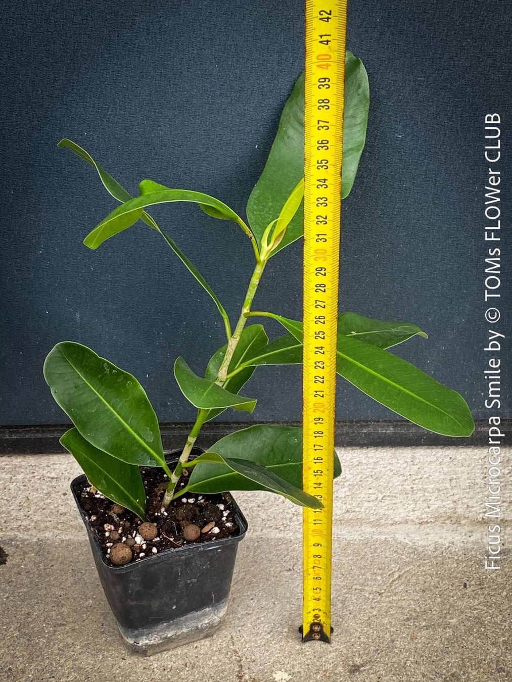 Piante & sementi: Ficus Microcarpa Smile - Kompakter Indoor-Baum – Nuovo e nell'imballaggio originale da Adliswil venduto da astom369 4