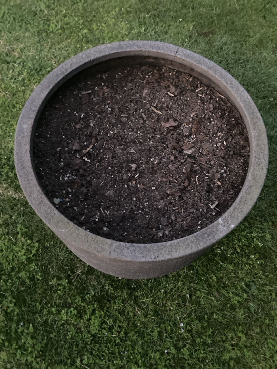 Blumentöpfe: Vergebe großen Blumentopf – Gebraucht aus Kirchberg BE von gab_x6wb 2