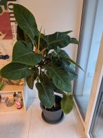 Philodendron imperial green XXL