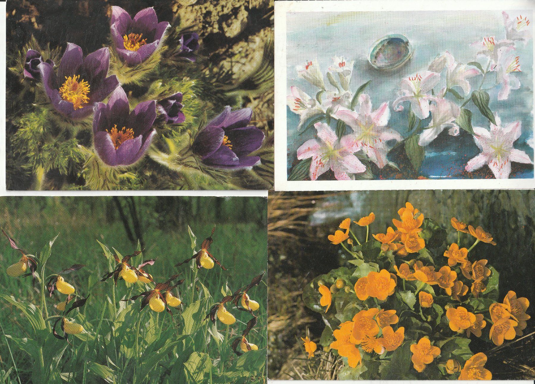 Ansichtskarten: 40 Schöne Blumenkarten – Gebraucht aus Lumbrein von made02 3
