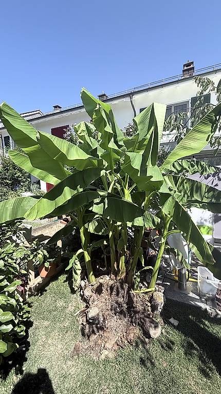Plantes & graines: Bananenbaum – Neuf avec emballage d'origine à Winterthur par Avanesh