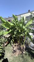 Bananenbaum