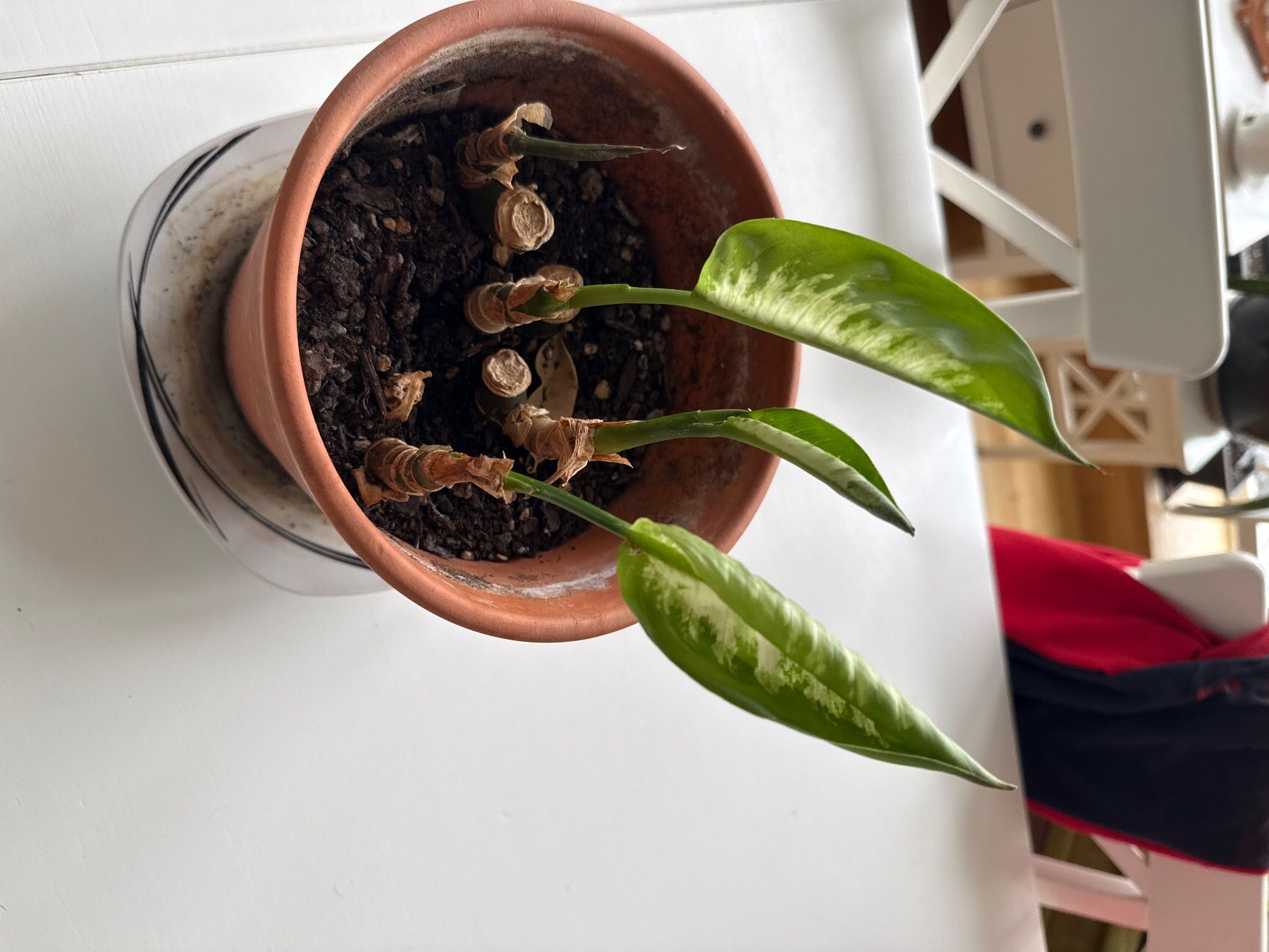 Piante & sementi: Dieffenbachia/ Leopard Lily – Usato da Root D4 venduto da Baslemso 5