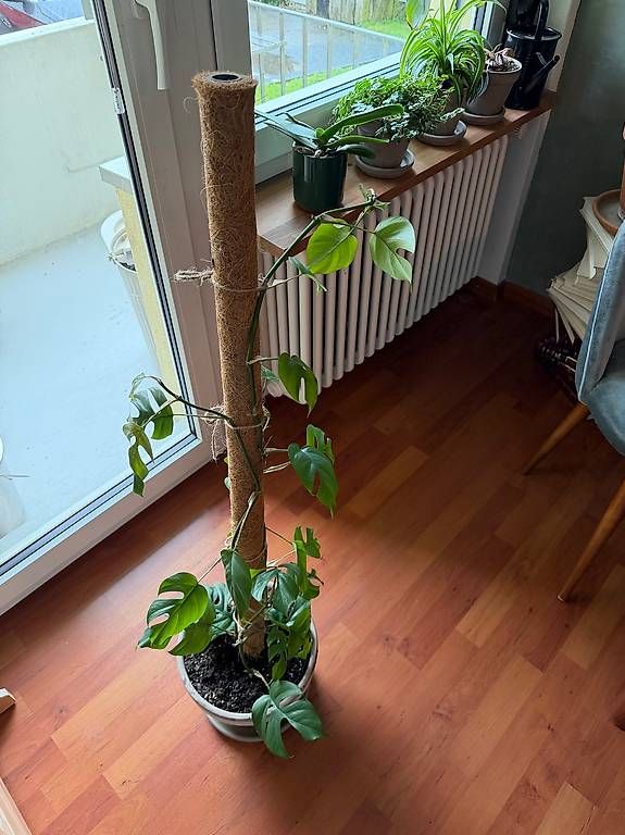 Piante & sementi: Mini Monstera – Usato da Dübendorf venduto da schakalanze