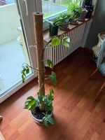 Mini Monstera