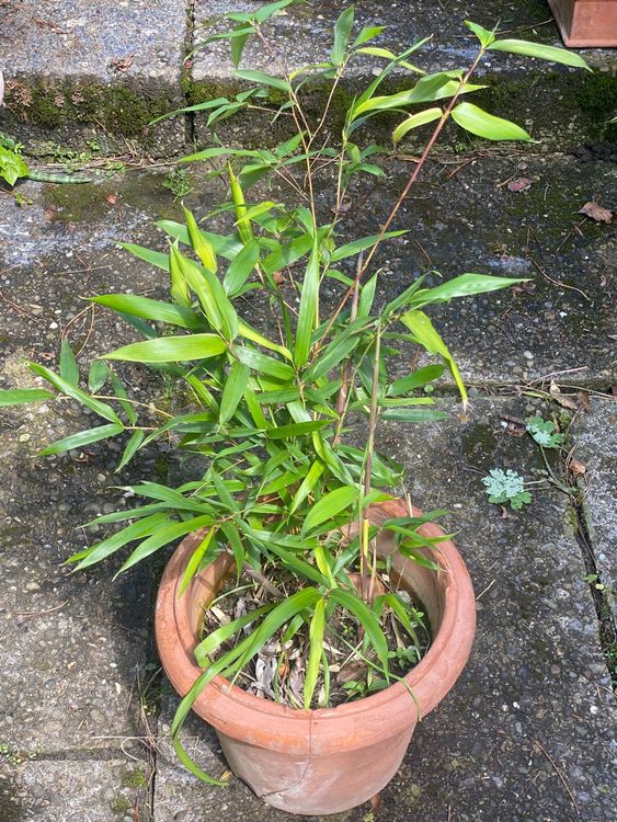 Bambus für den Garten bereits 200cm hoch, wächst schnell! Kaufen