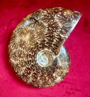 Fossil Nautilus ✨9x8cm✨ Ausgestorbene Schönheit, selten!