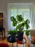 Monstera Zimmerpflanze, gross und prächtig, Top Zustand!