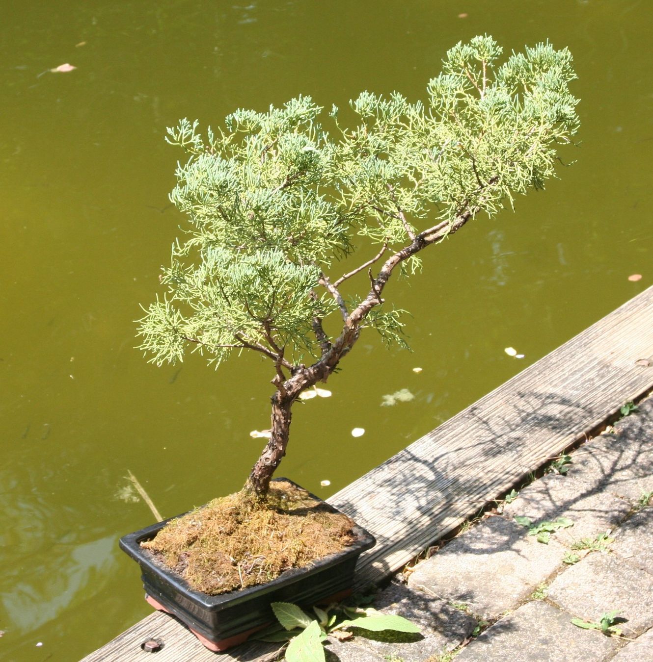 welche erde drachenbaum Grosser Drachenbaum