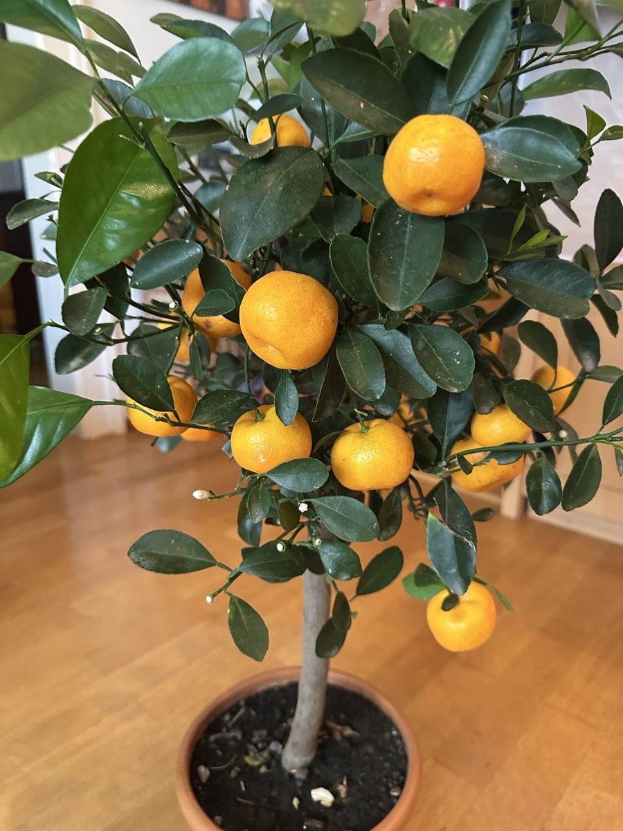 Pflanzen & Samen: Citrus Mandarinenbäumchen 85 cm – Gebraucht aus Bern von womiman