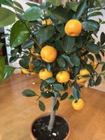 Citrus Mandarinenbäumchen 85 cm