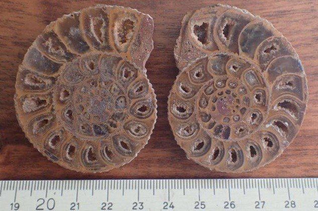Fossili: Ammonit gesägt und poliert Madagaskar – Usato da Rickenbach BL venduto da Oktober68 9