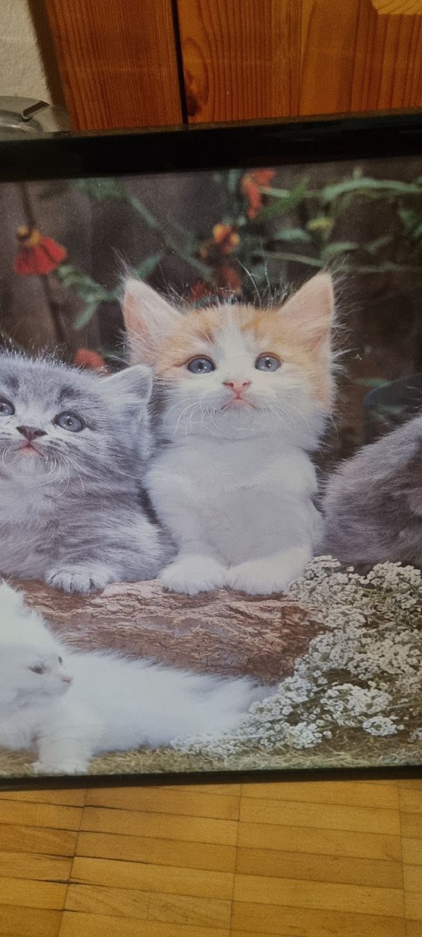 Poster & Bilder: Süsses Katzenbild mit Rahmen gerahmt – Gebraucht aus Basel von Jcva 5