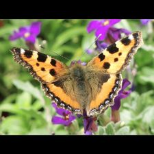 Profile image of Butterfly_76
