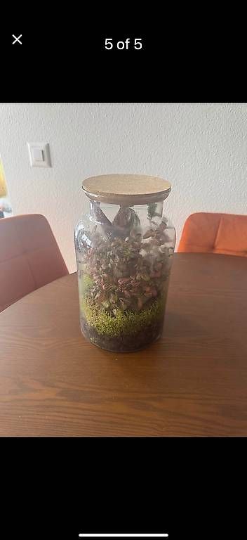 Tutte le decorazioni: Wunderschönes Terrarium  Fast neu  Pflegeleicht – Usato da Zürich venduto da fysikos6 4
