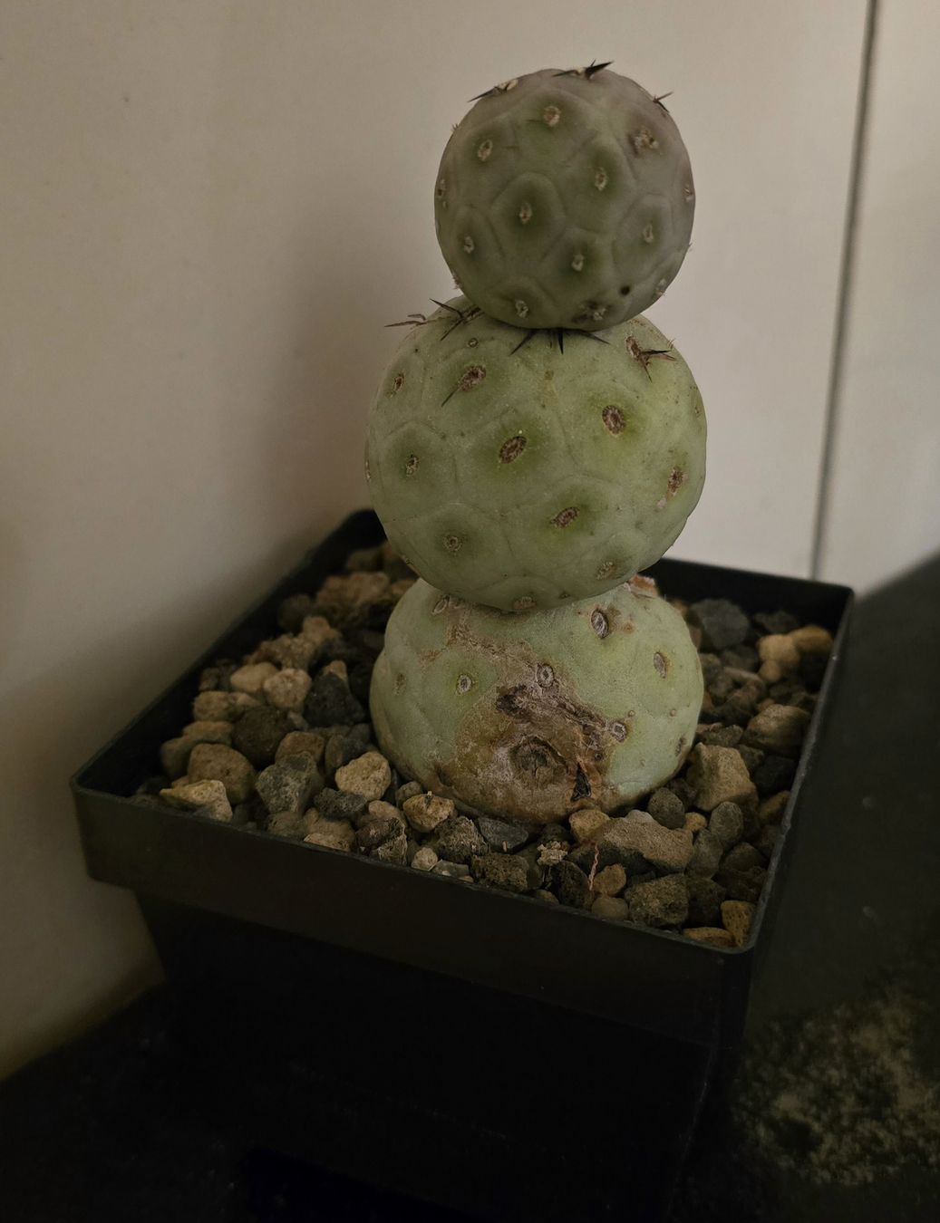 Piante & sementi: Tephrocactus geometricus  – Usato da Escholzmatt venduto da Koenigskind2023 3