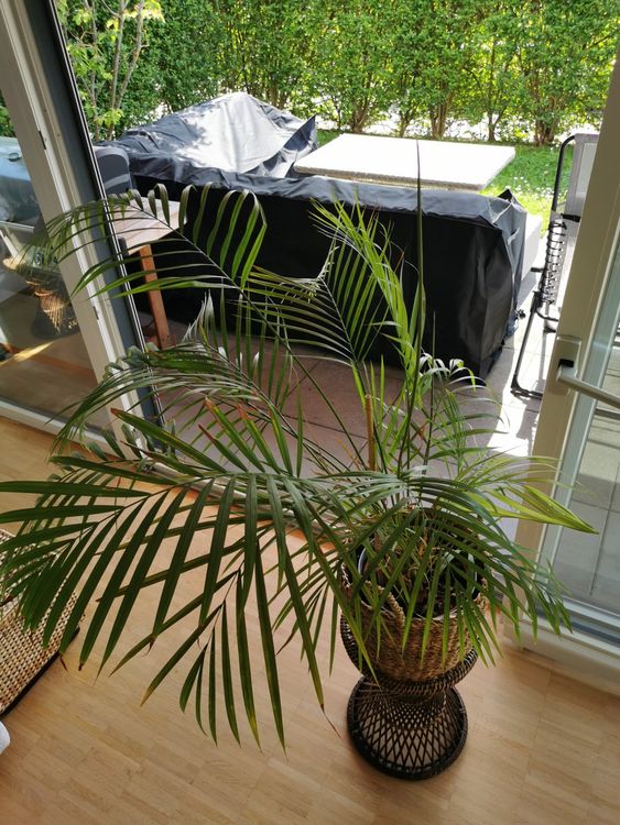 Pflegeleichte Zimmerpflanze Hjh OFFICE Kunstpflanze Areca Goldfruchtpalme  70 Cm - Pflegeleichte Zimmerpalme Grn