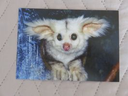 Grossflugbeutler, Foto-Postkarte, ungelaufen, Zoo, Tiere