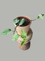 Epipremnum 'Marble' Variegata Inkl. Übertopf