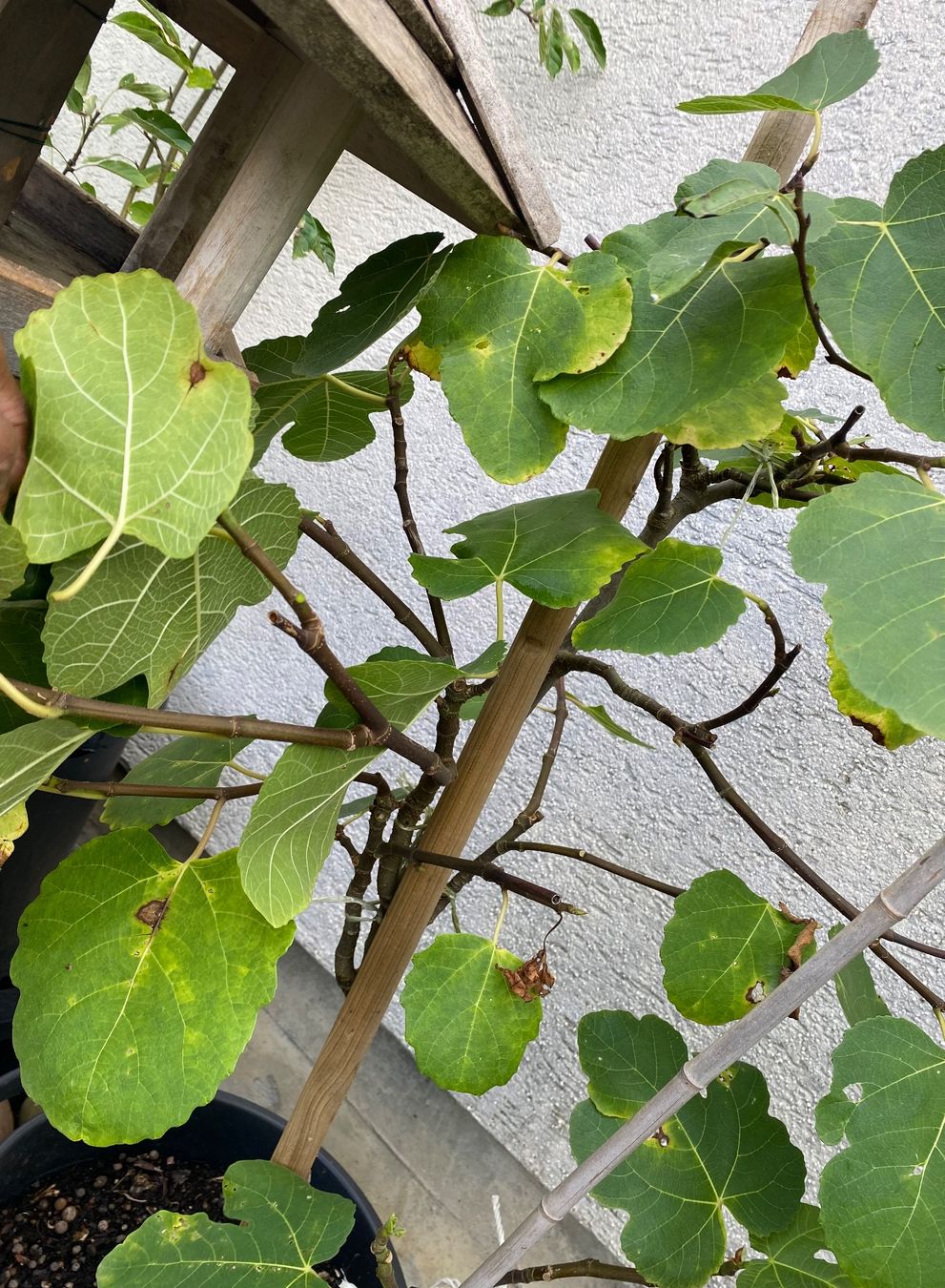 Piante & sementi: Feigenbaum Feige Feigen Baum Pflanzen Topf  Blumetopf – Usato da Dottikon venduto da 6571 2