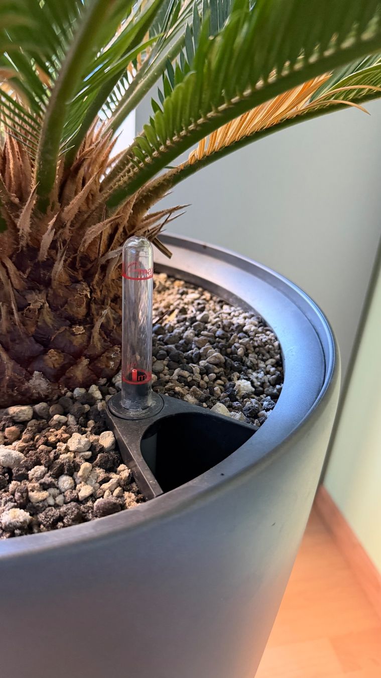 Piante & sementi: Cycas Palmfarn / Hydrokultur – Usato da Stäfa venduto da Sensor8712 2