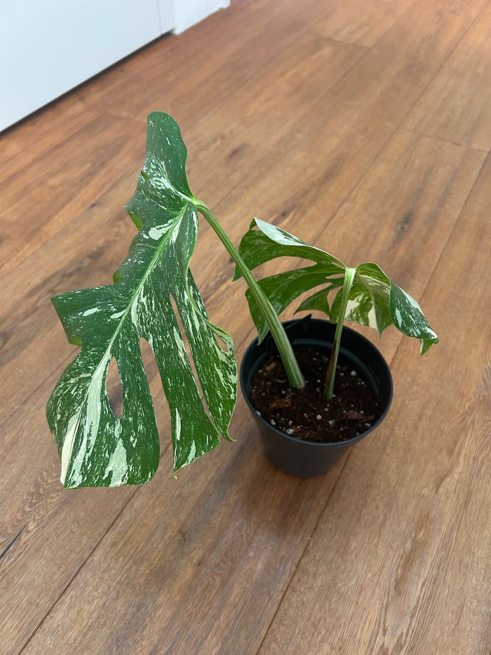 Piante & sementi: Monstera variegata💚 – Usato da Wattwil venduto da Mikesplantshop 4