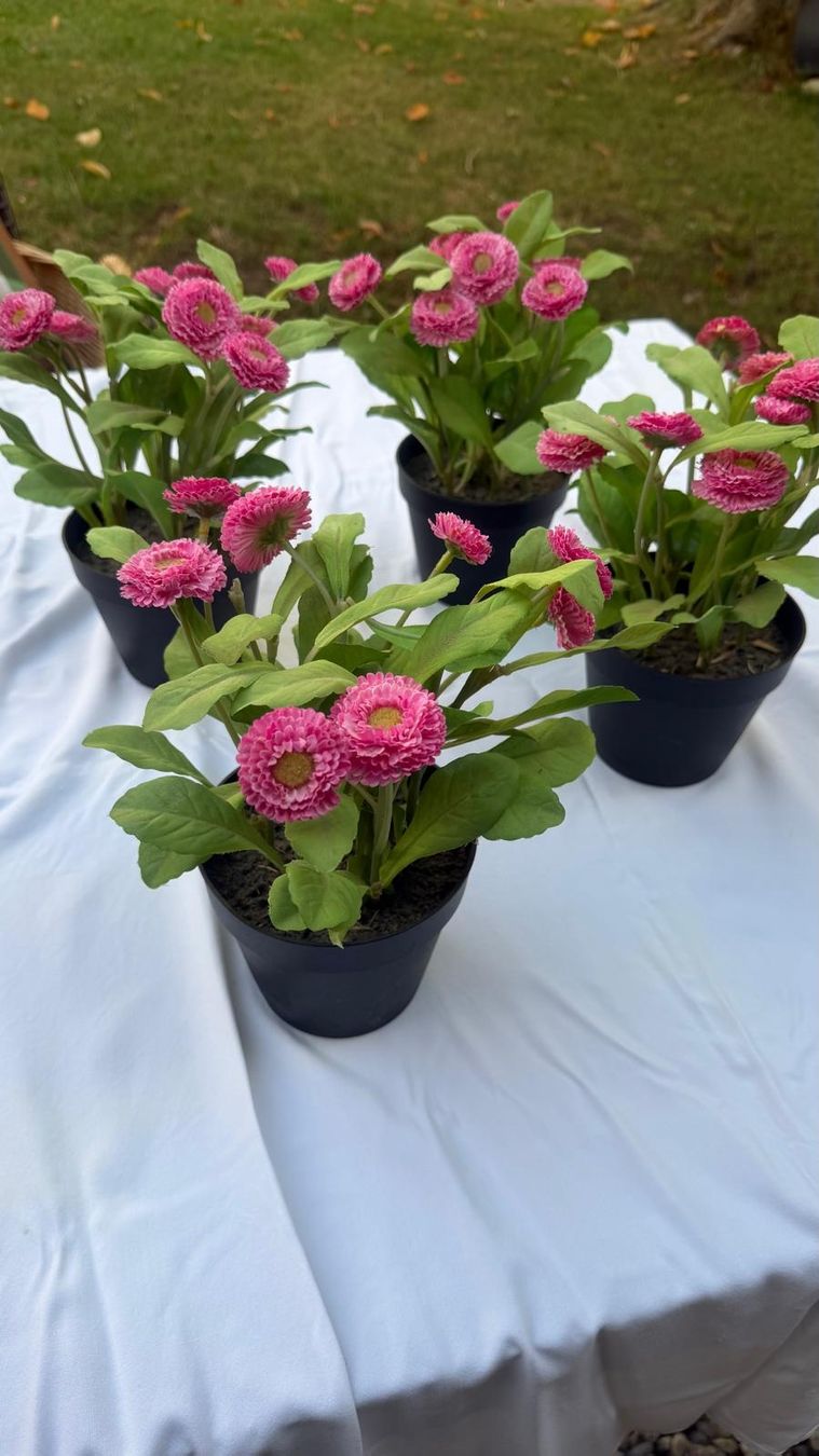 Pflanzen & Samen: Pflanze mit rosa Blumen  imTopf – Gebraucht aus Krauchthal von SamsPuce