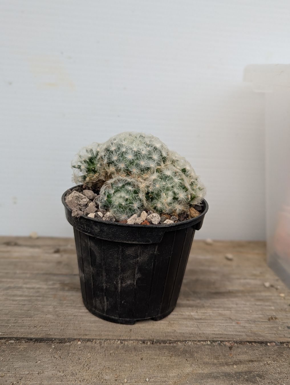 Piante & sementi: Mammillaria plumosa – Usato da Comano venduto da che_8lc2 1
