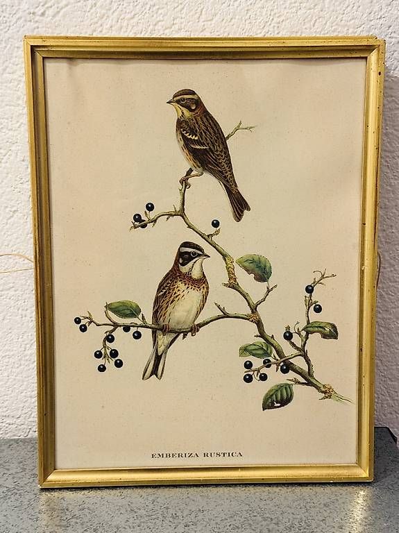 Poster & Bilder: Représentations / Affiches doiseaux vintage – Gebraucht aus Genève von jchrmnhnr 1