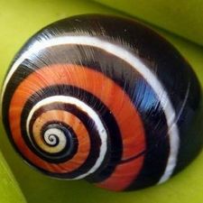 Profile image of Polymita