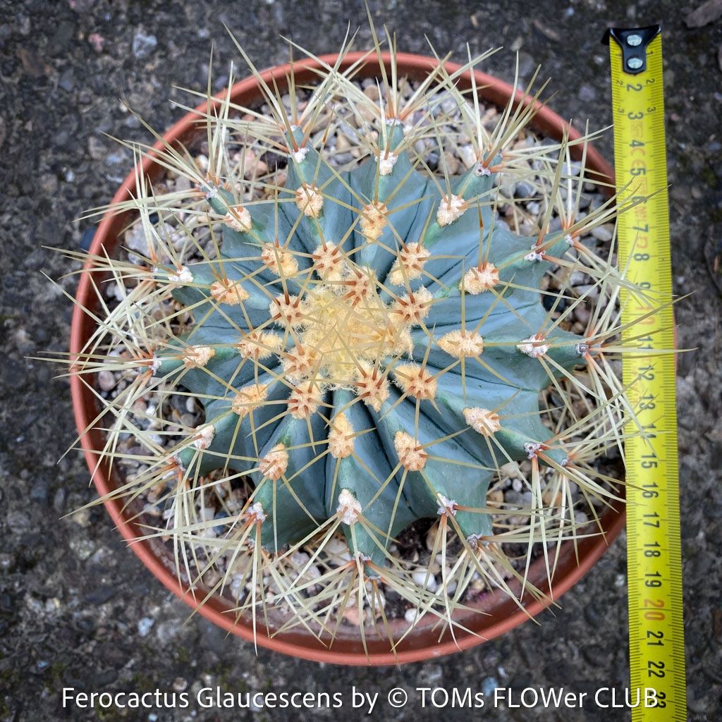 Pflanzen & Samen: Ferocactus Glaucescens - "Blue Barrel Cactus" - einzigartig – Neu und originalverpackt aus Adliswil von astom369 8