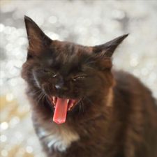 Profile image of Luca-S