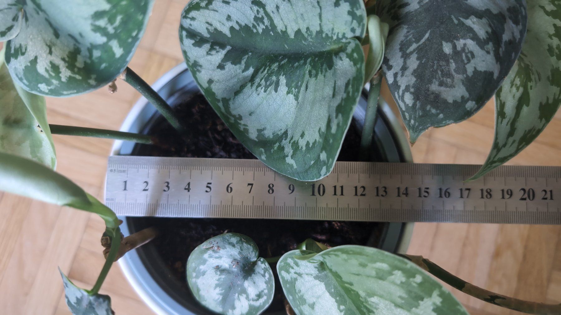 Pflanzen & Samen: Satin Pothos Pflanze – Gebraucht aus Wallisellen von ali_x62p 3